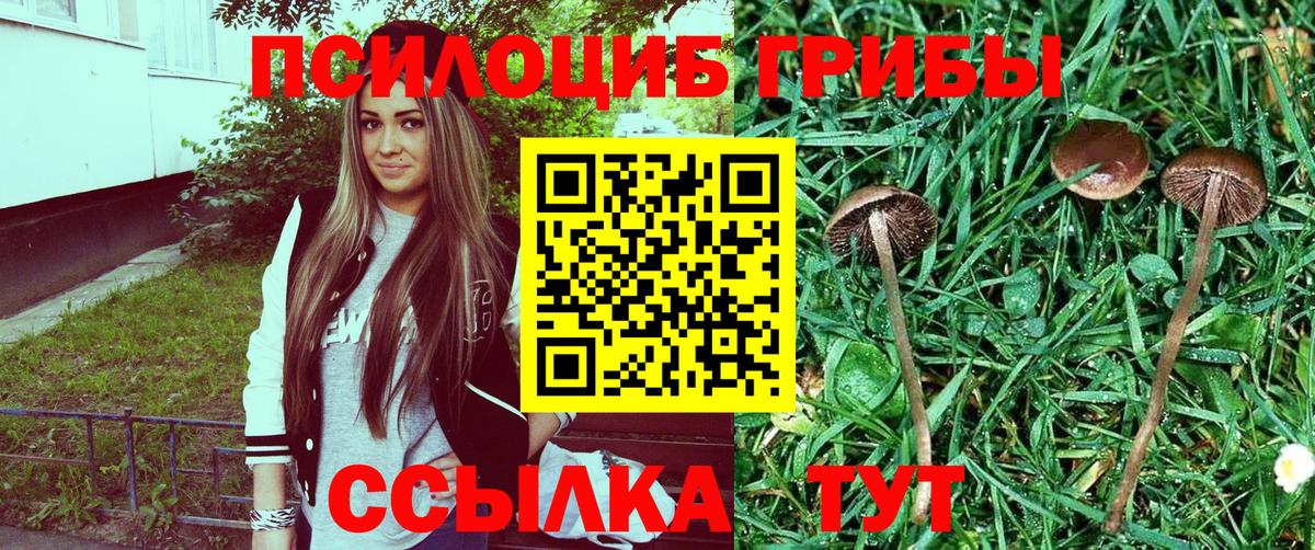Псилоцибиновые грибы Psilocybe Калининград